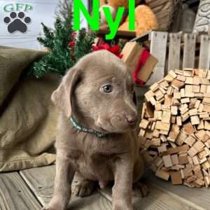Nyl, Silver Labrador Retriever Puppy